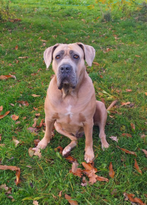 Étalon Cane Corso - Rhéa Des Seigneurs De Sparte