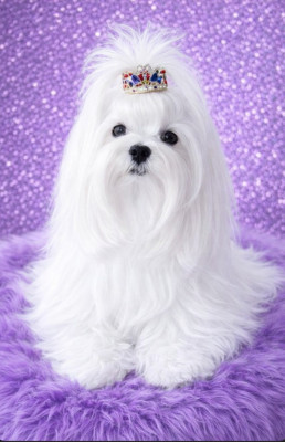 Étalon Bichon maltais - CH. Ostralia du clos des rivières (Sans Affixe)