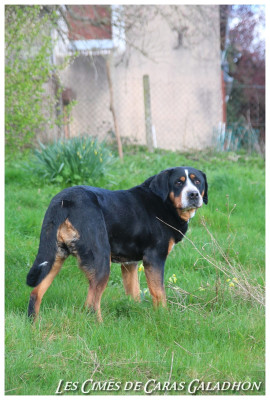 Étalon Grand bouvier suisse - Nimloth Des cimes de caras galadhon