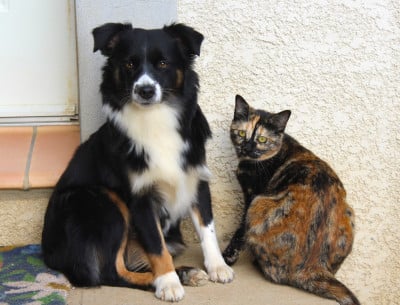 Étalon Berger Américain Miniature - RAVEN - Raven message from heaven angel de L' Australia's Tribu