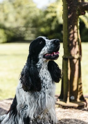 Étalon Cocker Spaniel Anglais - Roxane dit baÏta du cottage de sweet mi lady