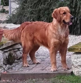 Étalon Golden Retriever - Royal ruby Du plateau des abeilles