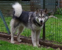 Étalon Alaskan Malamute - Pillywiggin of Greystone Shadow