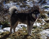 Étalon Alaskan Malamute - Jammin'racer of Greystone Shadow