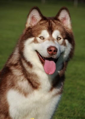 Étalon Alaskan Malamute - CH. Patchy Des Terres d'haïda