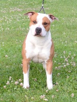 Étalon American Staffordshire Terrier - Ajax king's line