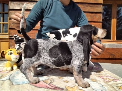 Étalon Basset bleu de Gascogne - Saphire du Rallye Gascon Normand