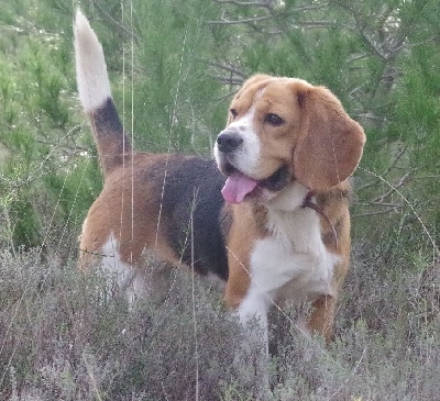 Étalon Beagle - Nola'sky De Loujennandre