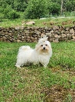 Étalon Bichon maltais - Rony du Moulin de la Terrasse