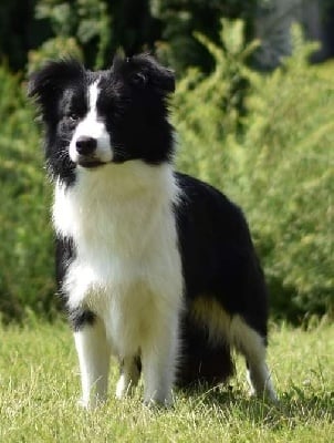 Étalon Border Collie - CH. Rock star by perfect joy Of Pacific Spirit