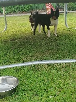 Étalon Boston Terrier - Lovely Of Honey's Bulls