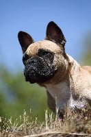 Étalon Bouledogue français - Piaf la môme edith Von Boule D'esteix