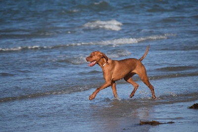 Étalon Braque hongrois à poil court (Vizsla) - Nell (Sans Affixe)