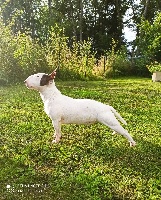 Étalon Bull Terrier Miniature - Tribal Opus Rolling hills asylum