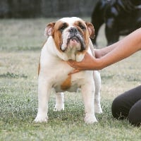 Étalon Bulldog Anglais - Romy Strawberry Bull's