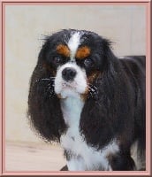 Étalon Cavalier King Charles Spaniel - Piétra galla de Luline