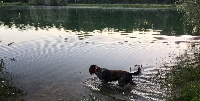 Étalon Chien d'Oysel allemand - Rio ii De La Ranche Du Chêne