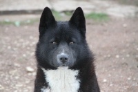 Étalon Chien d'ours de Carelie - Macadam Of bloom white