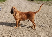 Étalon Chien de Saint-Hubert - Opale Des Limiers Du Roy