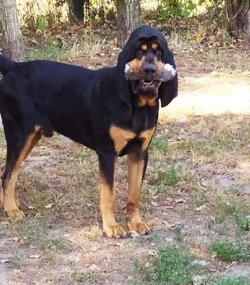 Étalon Chien de Saint-Hubert - Opus Des Limiers Du Roy