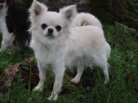 Étalon Chihuahua - mirabi Fentezi