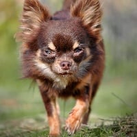 Étalon Chihuahua - Petit choco de l'empire du Phoenix