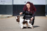 Étalon Cocker Spaniel Anglais - CH. vailex spens Ultra