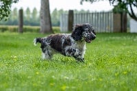 Étalon Cocker Spaniel Anglais - Suzy Des marais de courmont