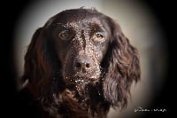 Étalon Cocker Spaniel Anglais - Rosalie of Glharama