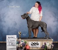 Étalon Dogue allemand - CH. Poeme du soleil en bleu Traumtall