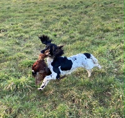 Étalon English Springer Spaniel - Roxanne des Etangs de Dame Blanche