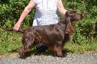 Étalon Field Spaniel - TR. CH. periwinkle's Periwinckle's ticket to ride}