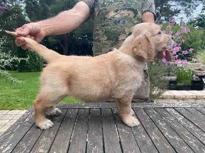 Étalon Golden Retriever - Sophia Du plateau des abeilles