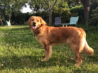 Étalon Hovawart - Ouaïlou des Landes de Kerloggan