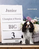 Étalon King Charles Spaniel - CH. russisch geist Elina