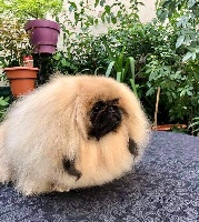Étalon Pekinois - saffron sherhy Florence