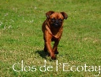 Étalon Petit Brabançon - Piper Du Clos De L'Ecotay