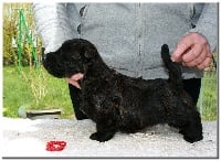 Étalon Scottish Terrier - Shakira du Clan des Petits Colonels