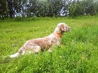 Étalon Setter Anglais - Rouille du marais de la malvoisine