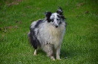 Étalon Shetland Sheepdog - Poésie De la foret des reves bleus