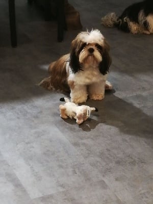 Étalon Shih Tzu - Parade of' summer Taihe Dian