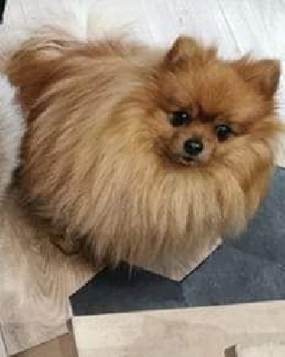 Étalon Spitz allemand - Ooper Du Jardin D'Inaya