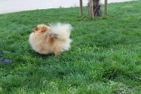 Purple rain du Diamant d'Or