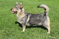 Étalon Spitz des Visigoths - Rukka Des coeurs d'alène