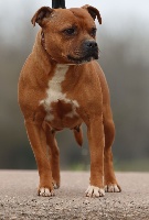 Étalon Staffordshire Bull Terrier - Nanseï soïa du domaine de babylone (Sans Affixe)