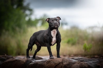 Étalon Staffordshire Bull Terrier - Nouméa Des Guerriers D'Amour