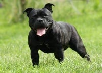 Étalon Staffordshire Bull Terrier - River black of Shorty Memory