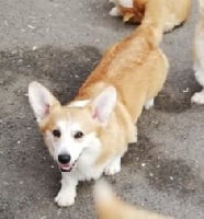 Étalon Welsh Corgi Pembroke - (Sans Affixe) Ombre du reve de la patte d'or