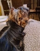 Étalon Yorkshire Terrier - Valéria du galop du globe