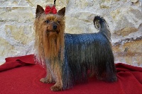 Étalon Yorkshire Terrier - Horfeo's Somewhere in my heartbeat